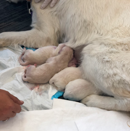 perrita-da-luz-ocho-cachorritos-aeropuerto-tampa-florida-estados-unidos
