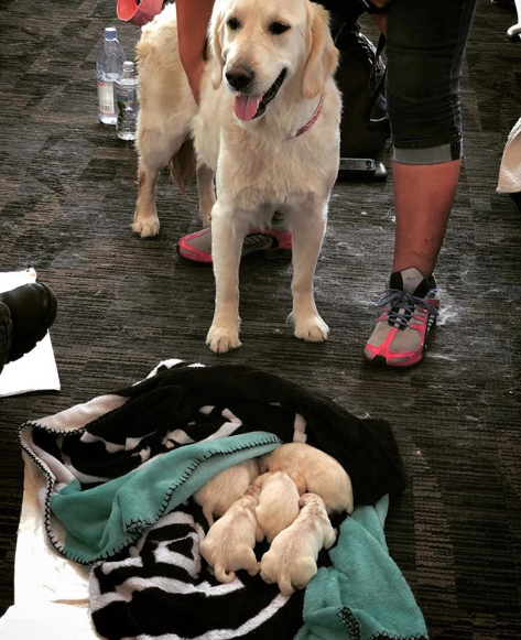 perrita-da-luz-ocho-cachorritos-aeropuerto-tampa-florida-estados-unidos