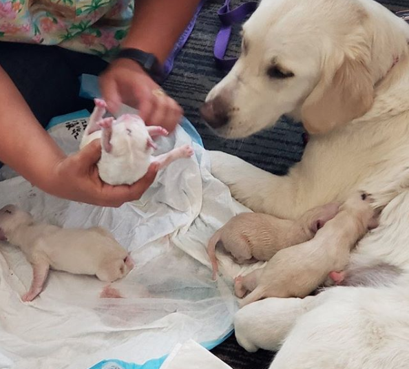 perrita-da-luz-ocho-cachorritos-aeropuerto-tampa-florida-estados-unidos