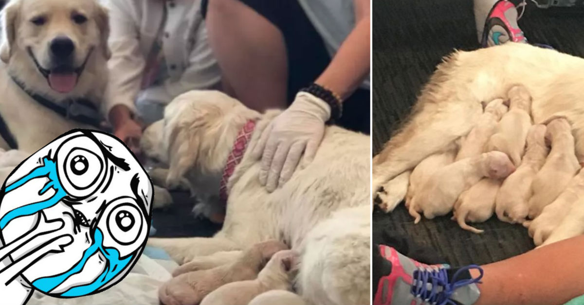 perrita-da-luz-ocho-cachorritos-aeropuerto-tampa-florida-estados-unidos