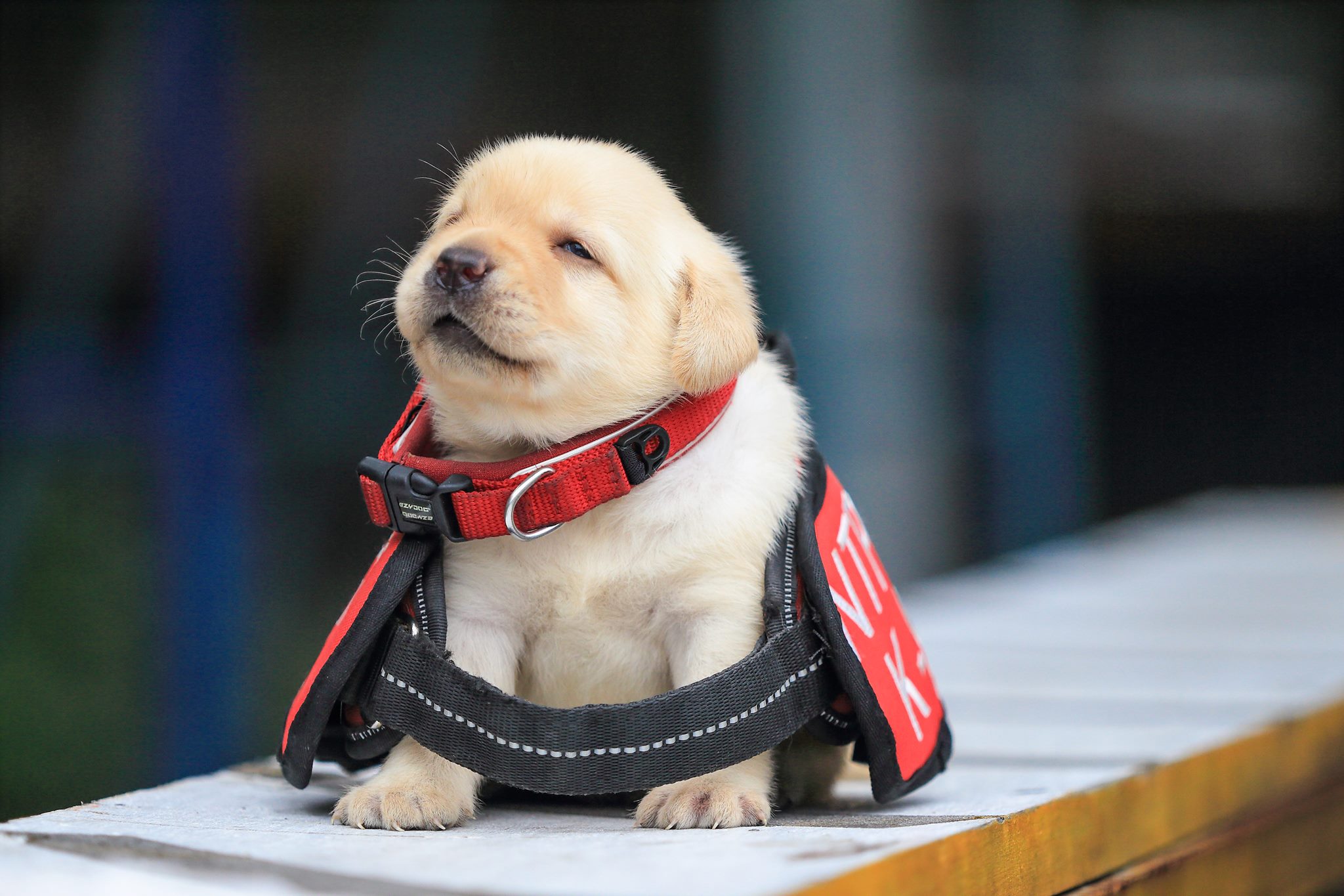 Perritos policia Taiwan