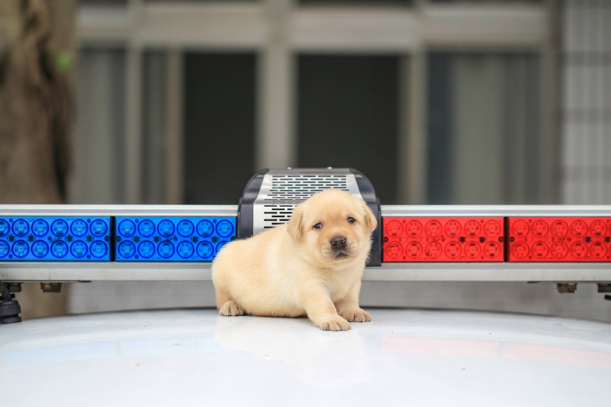 Perritos policia Taiwan