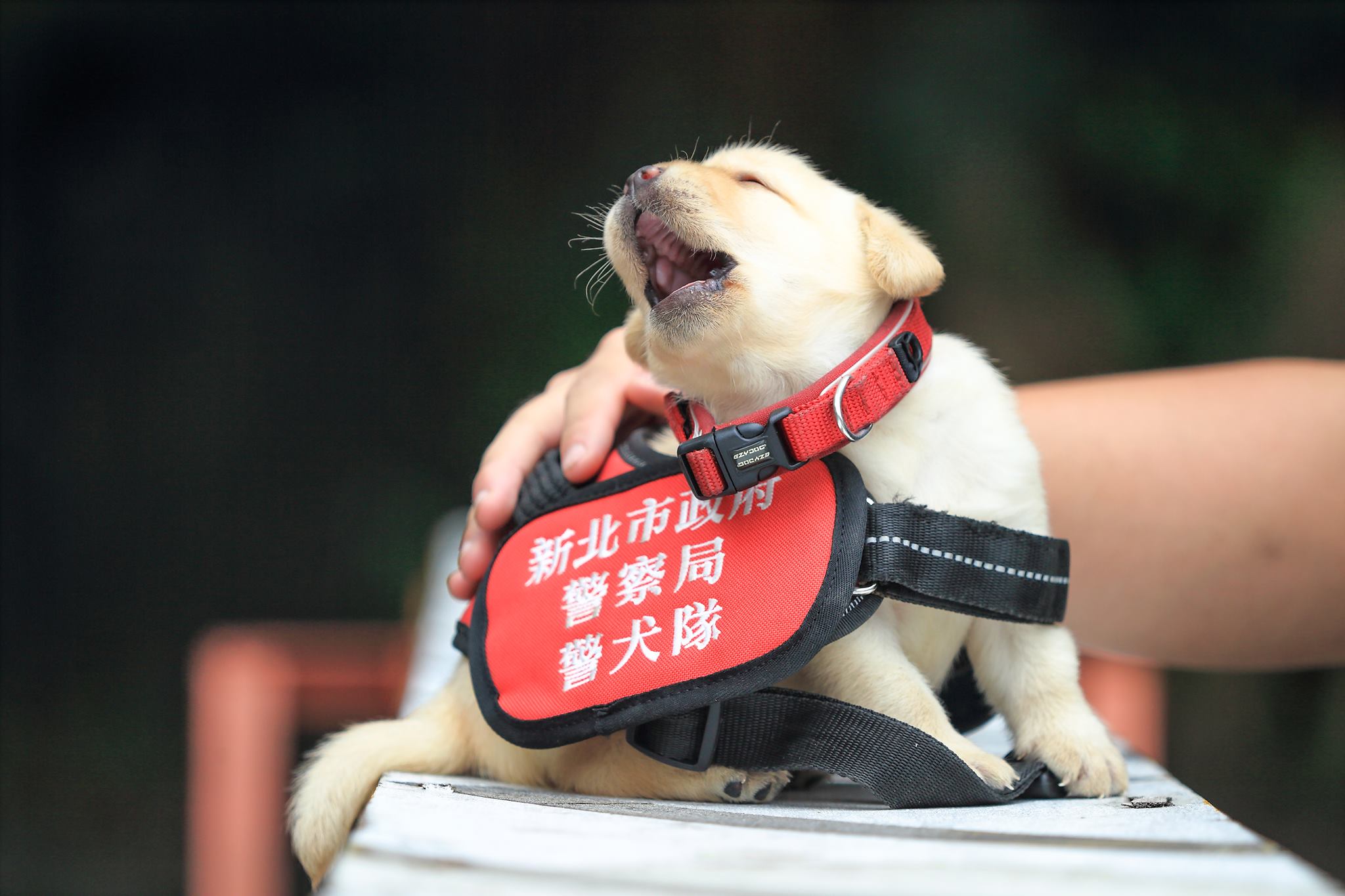 Perritos policia Taiwan