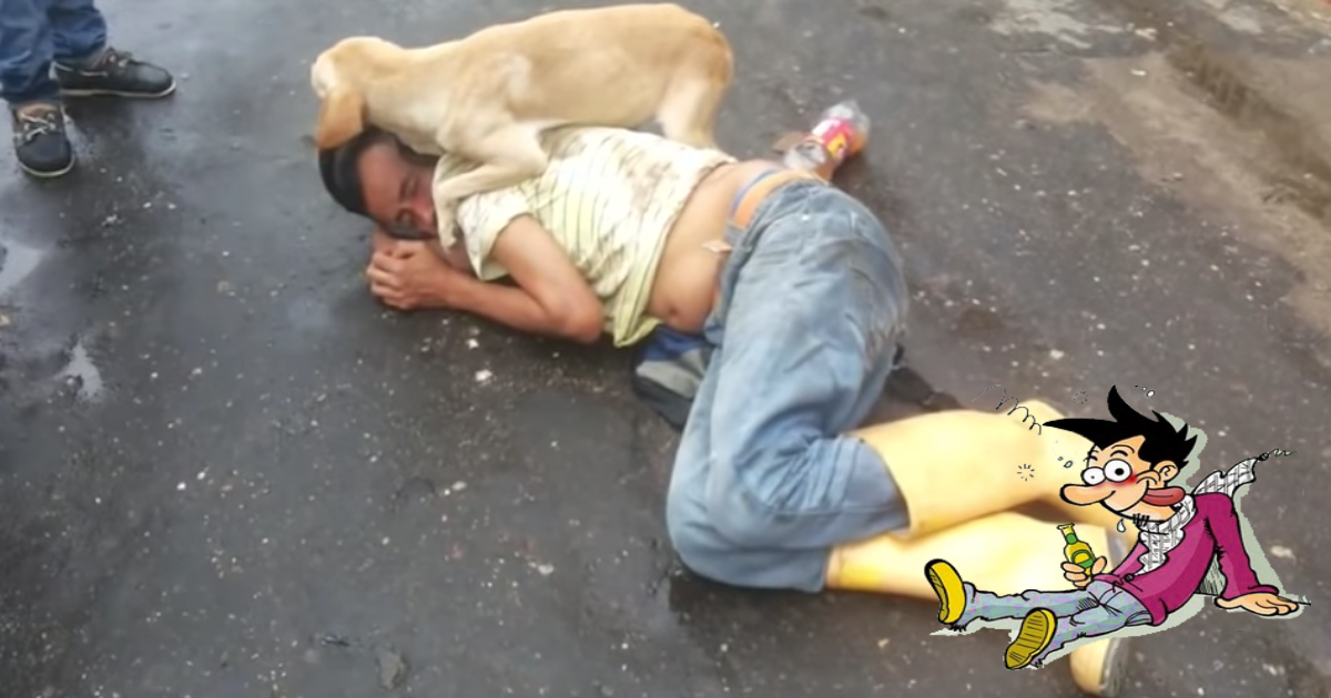 Perrito fiel cuida a su amigo borracho que duerme en plena calle