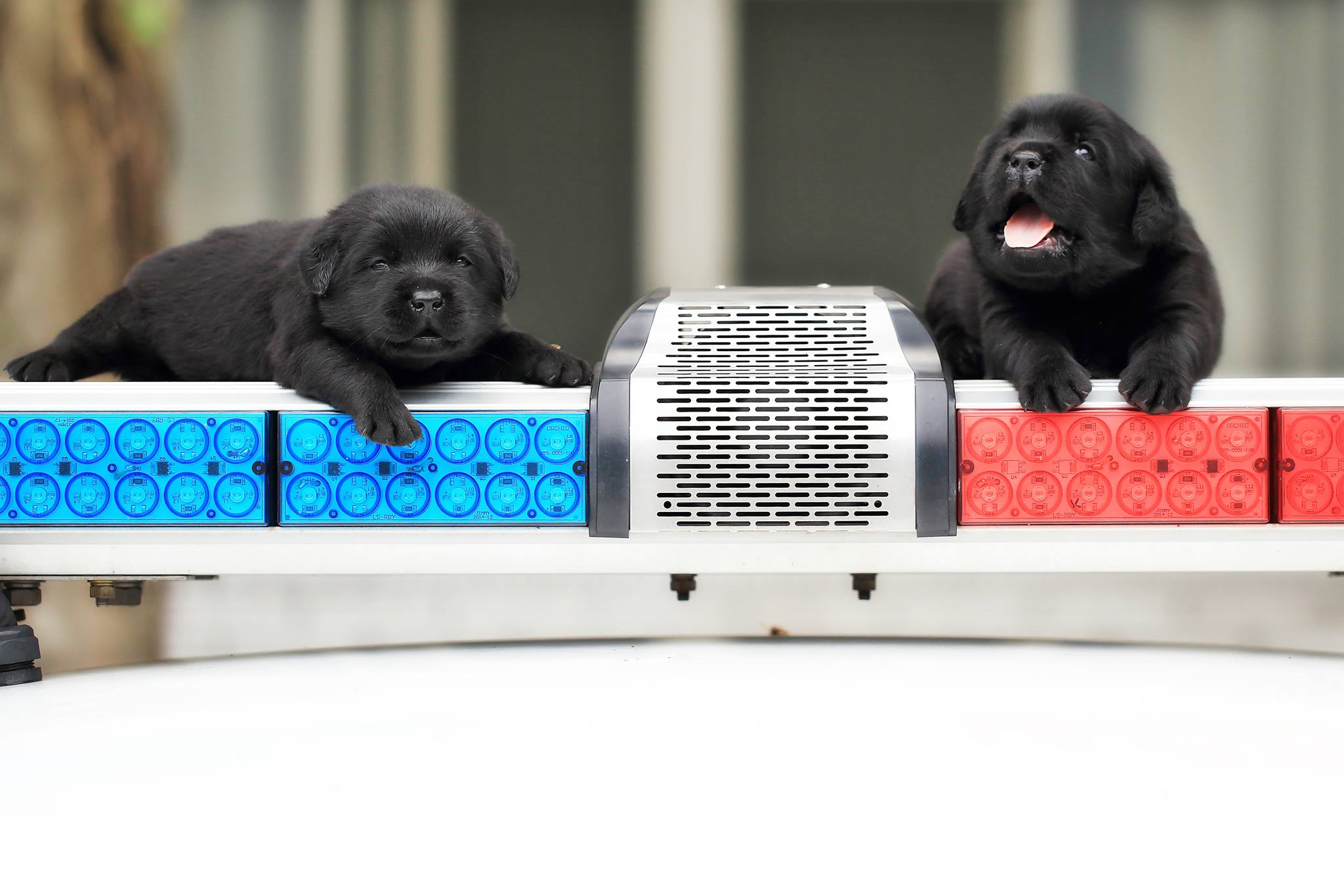 Perros Policia Taiwan