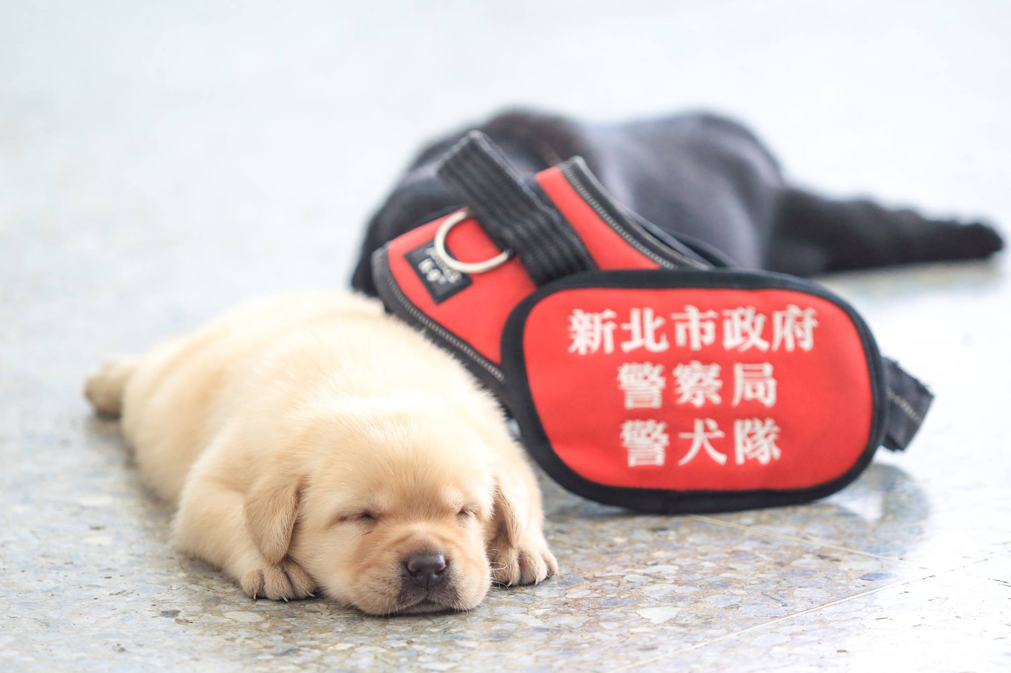 Perritos Policia Taiwan