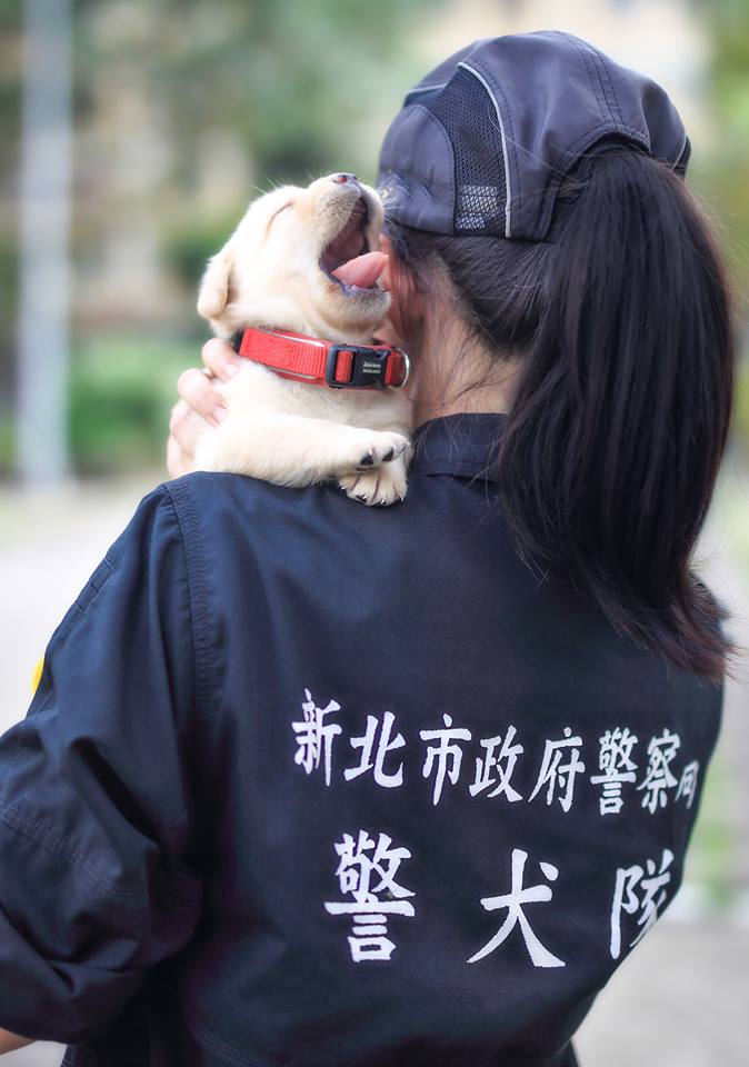 Perritos Policia Taiwan
