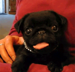 perro-pug-jadeando