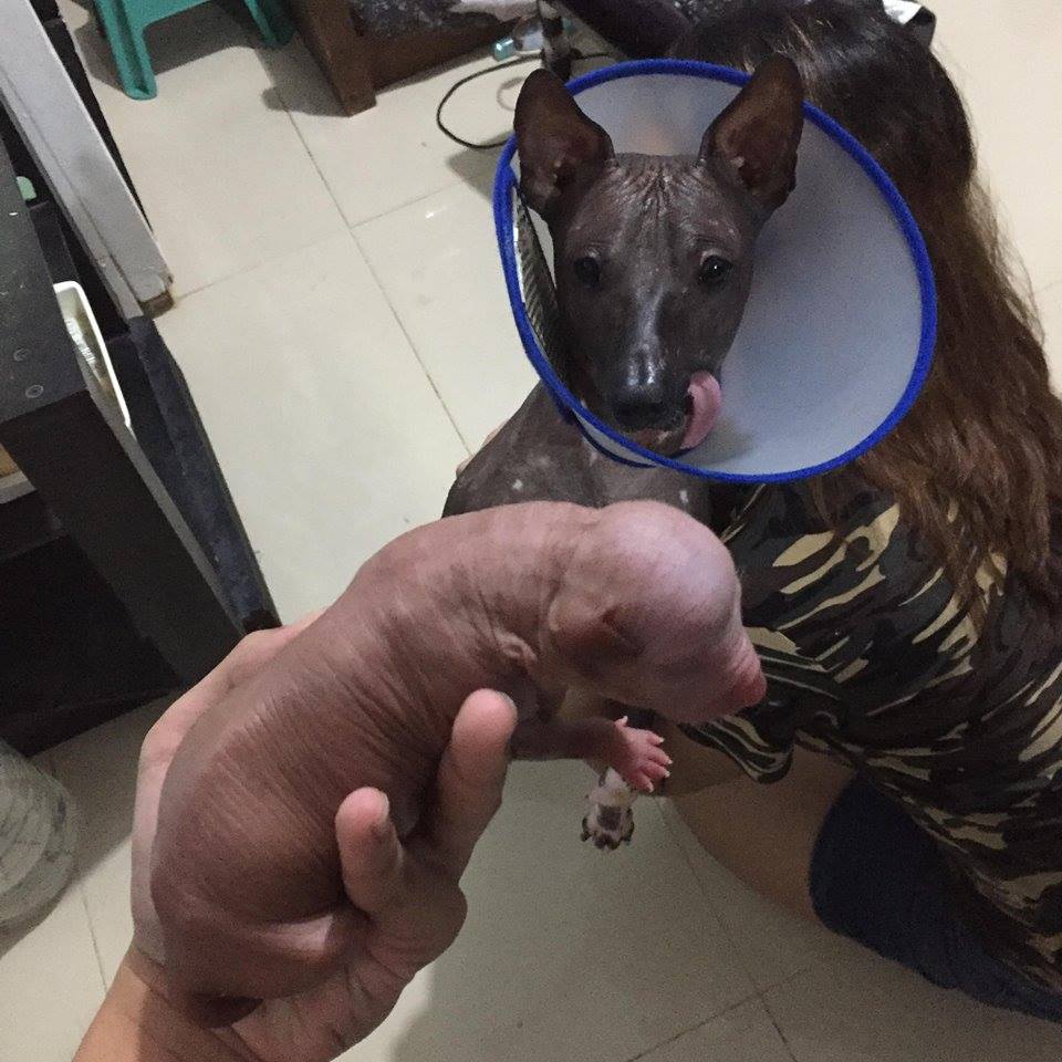 Facebook-censura-foto-de-cachorro