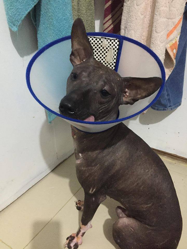 Facebook-censura-foto-cachorro