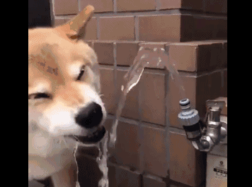 shiba-sonriendo-agua