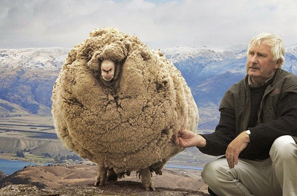 shrek-oveja-rebelde-resiste-ser-trasquilada-tasmania-historia