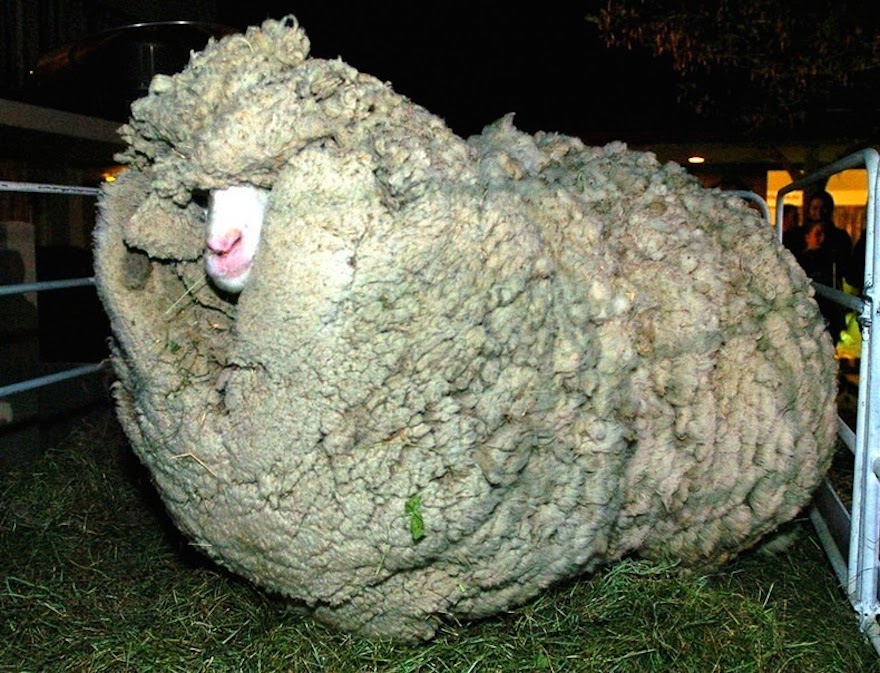 shrek-oveja-rebelde-resiste-ser-trasquilada-tasmania-historia