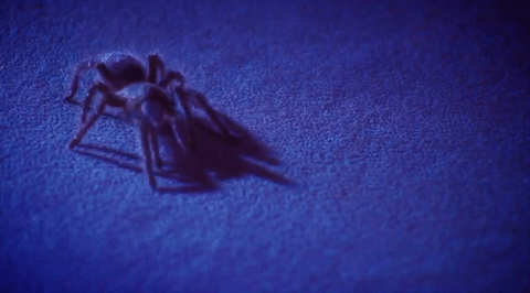 Muere la araña más vieja del mundo