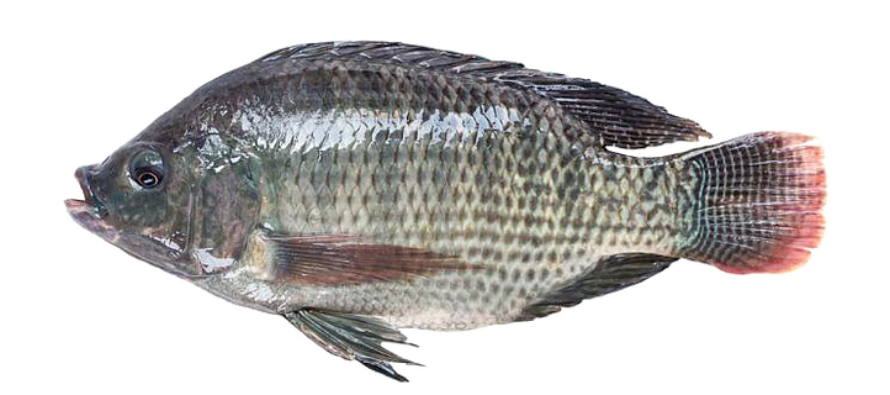 Peces muertos lago chapultepecq