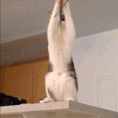 Mujer mata a su esposo por el gato