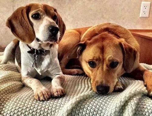 Meghan Markle Perro Guy Bogart Doherty