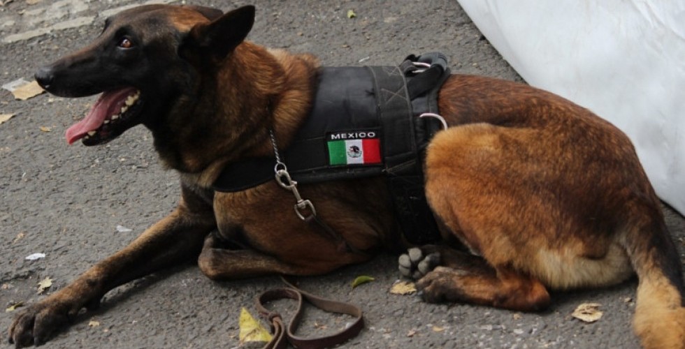 Perritos Mexicanos enviados ayudar gente en Guatemala