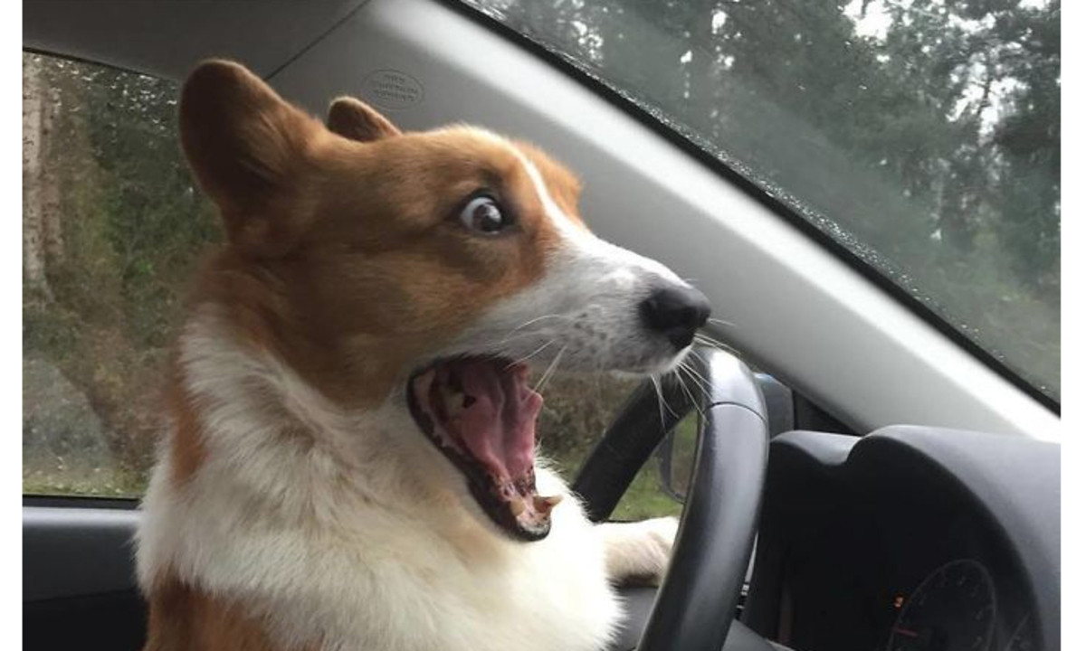 Fotos amarás corgis perros corgi divertidos videos