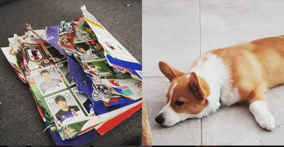 Corgi comió álbum Rusia 2018 mundial estampas yoda