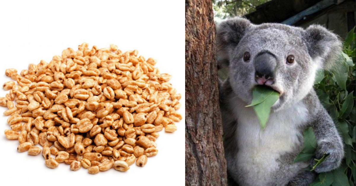 Alertan por cereal