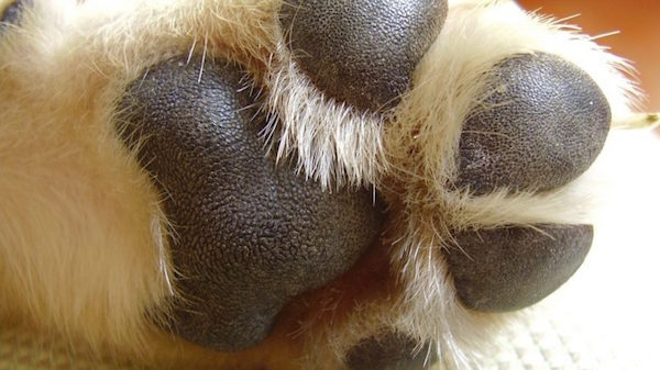 Curiosidades sobre perritos