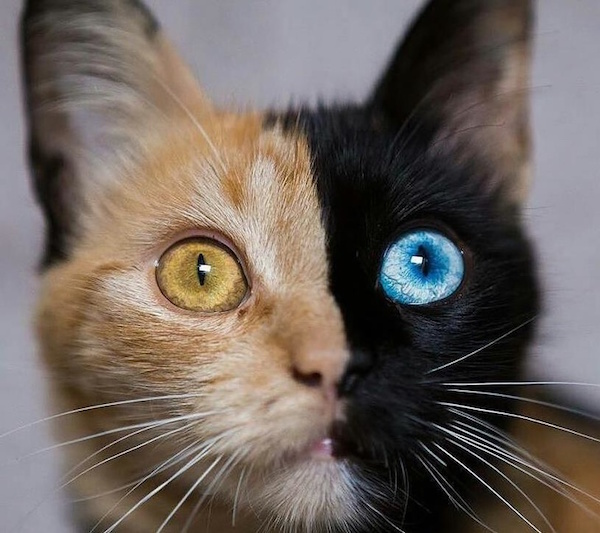 Animales a los que la naturaleza coloreó de forma magistral