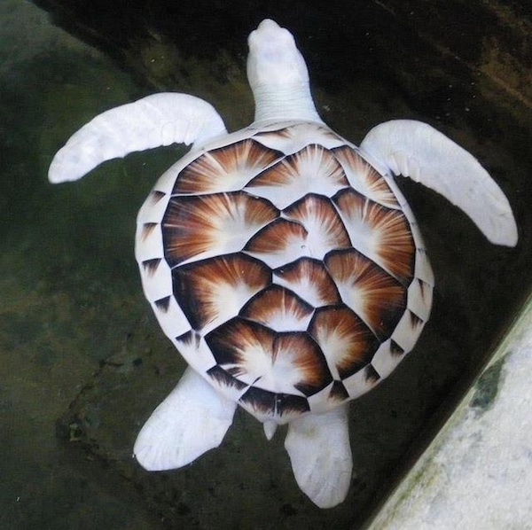 Animales a los que la naturaleza coloreó de forma magistral