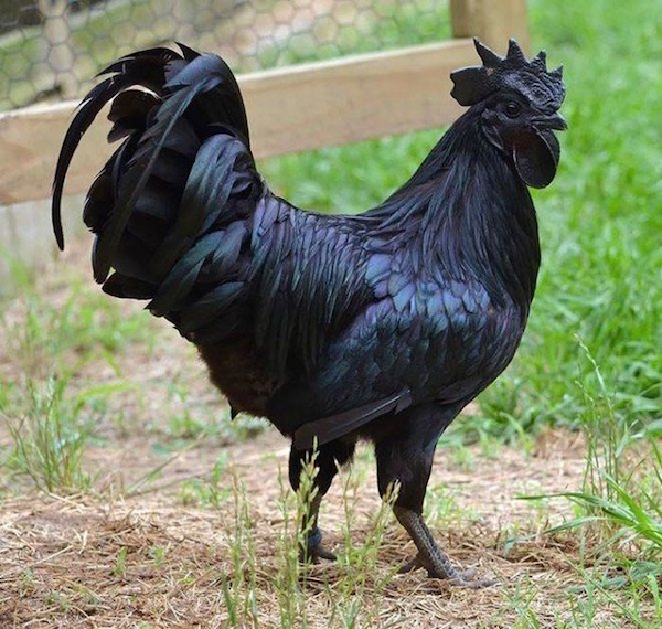 Animales a los que la naturaleza coloreó de forma magistral