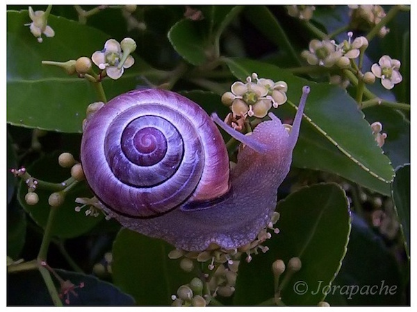 Animales a los que la naturaleza coloreó de forma magistral