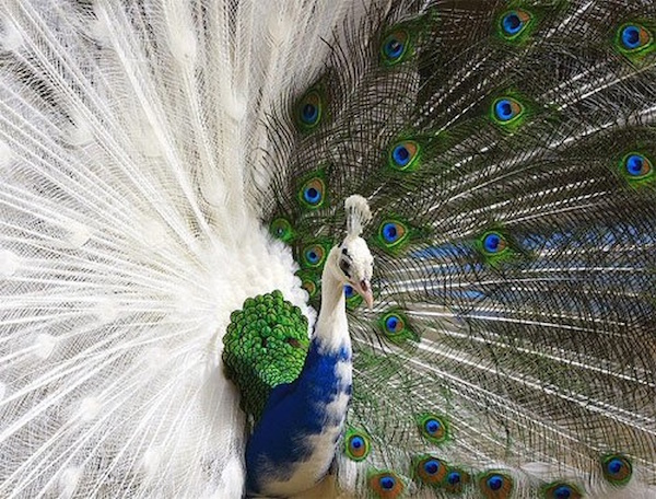 Animales a los que la naturaleza coloreó de forma magistral