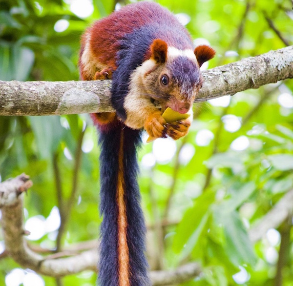 Animales a los que la naturaleza coloreó de forma magistral