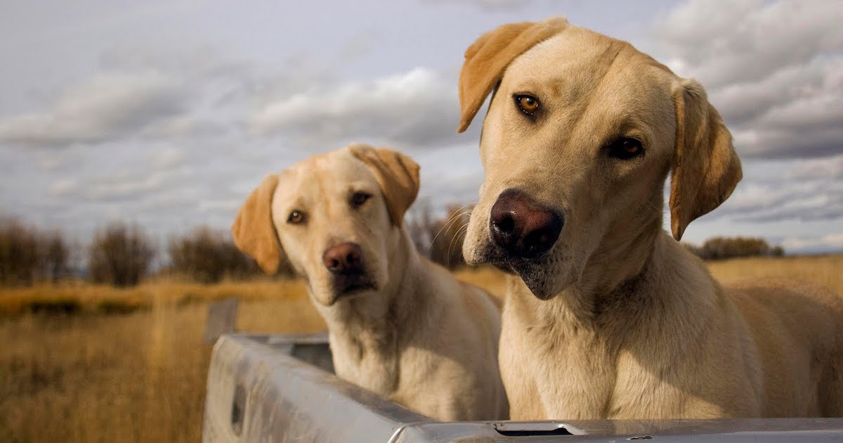Curiosidades sobre los perritos que probablemente no conoces