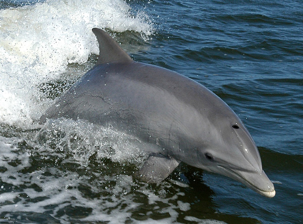 Delfines
