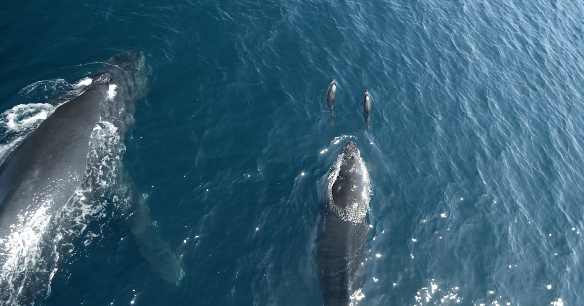 Delfines, Leones Marinos, Ballenas, Juntos, Nadar, Monterey, Video