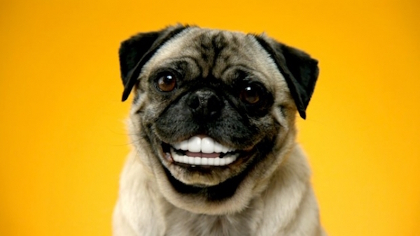 Curiosidades de los perritos que probablemente no conoces