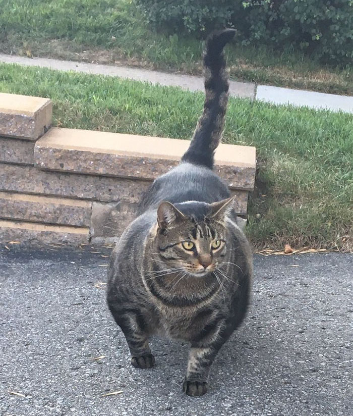 fotos-video-gato-musculoso-mundo-internet-twitter