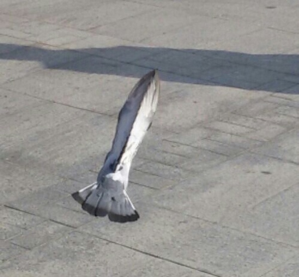 Fotos tomadas por personas que estuvieron en el lugar y momento exactos