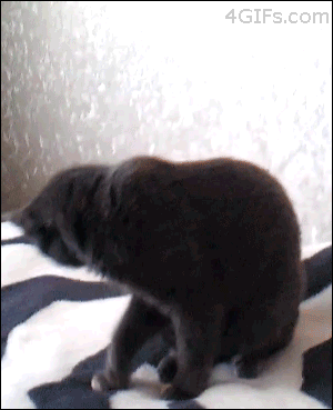 Gato-asombrado