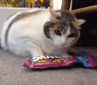 Mujer mata a su esposo por maltratar al gato