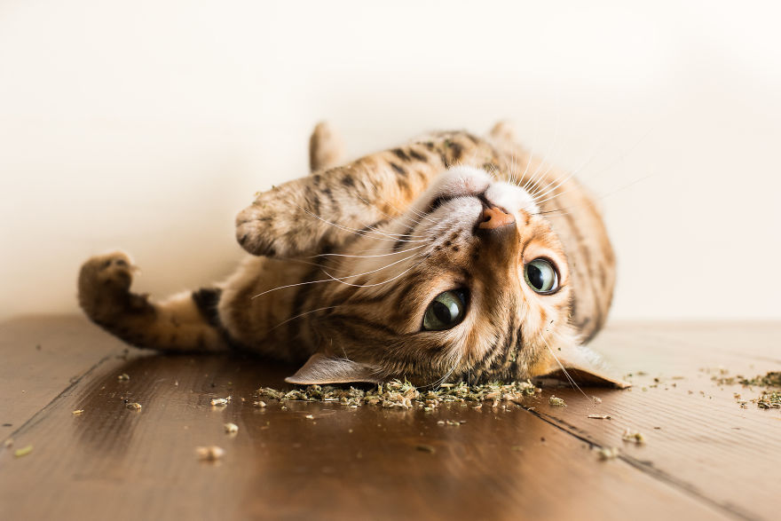 gatos-drogados-catnip-fotos-andrew-marttila-menta-de-gato