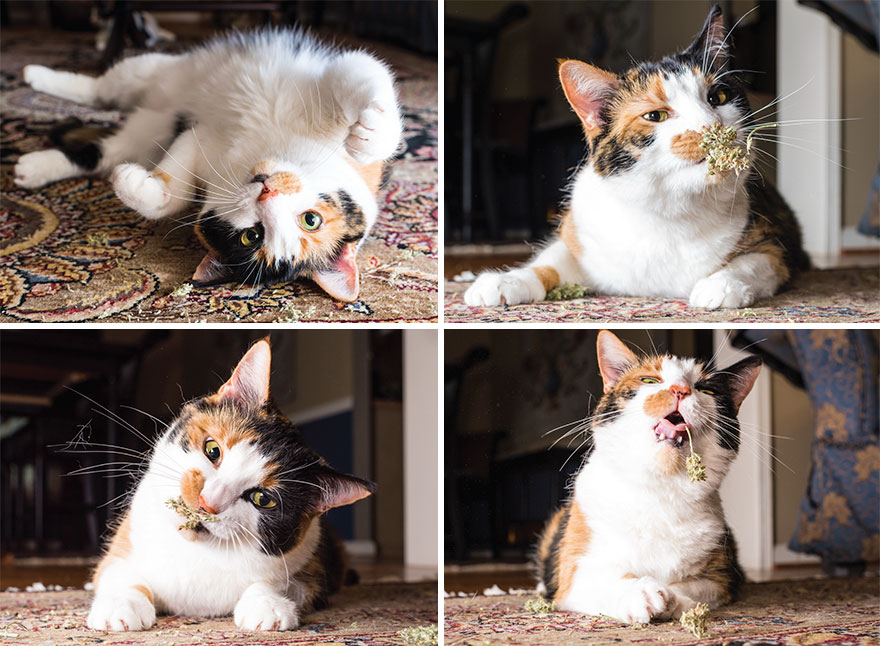 gatos-drogados-catnip-fotos-andrew-marttila-menta-de-gato