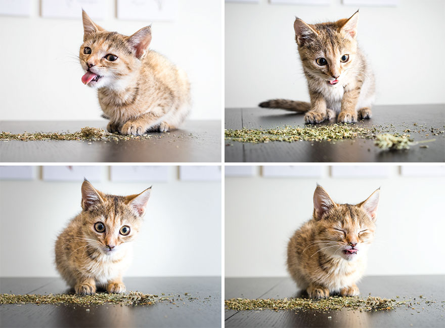 gatos-drogados-catnip-fotos-andrew-marttila-menta-de-gato