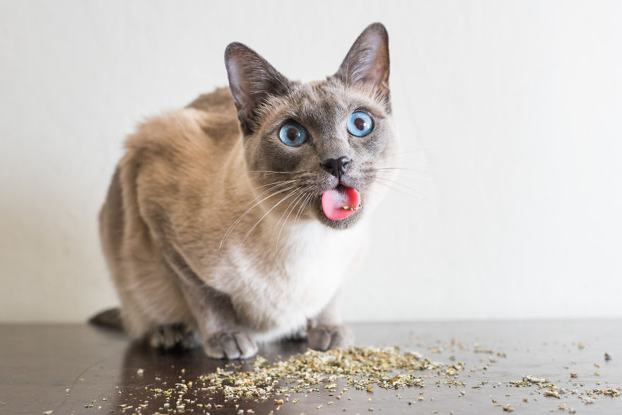 gatos-drogados-catnip-fotos-andrew-marttila-menta-de-gato