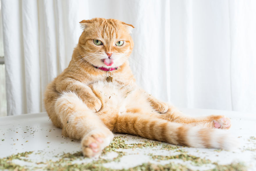gatos-drogados-catnip-fotos-andrew-marttila-menta-de-gato