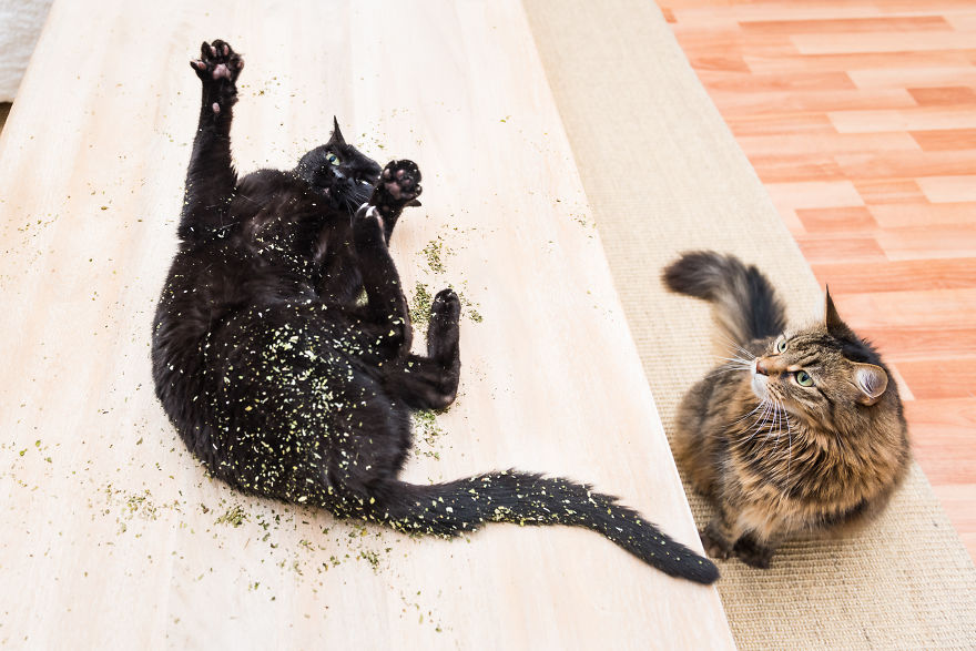 gatos-drogados-catnip-fotos-andrew-marttila-menta-de-gato