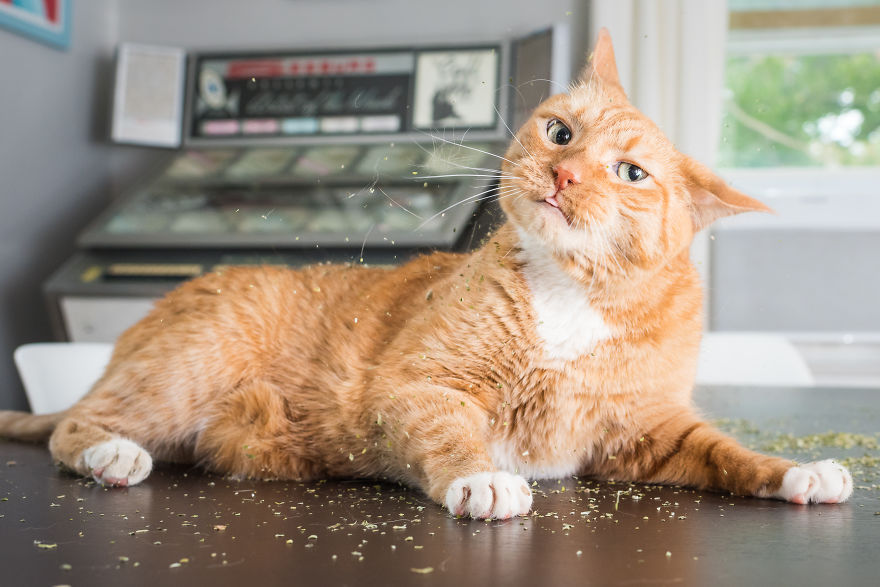 gatos-drogados-catnip-fotos-andrew-marttila-menta-de-gato