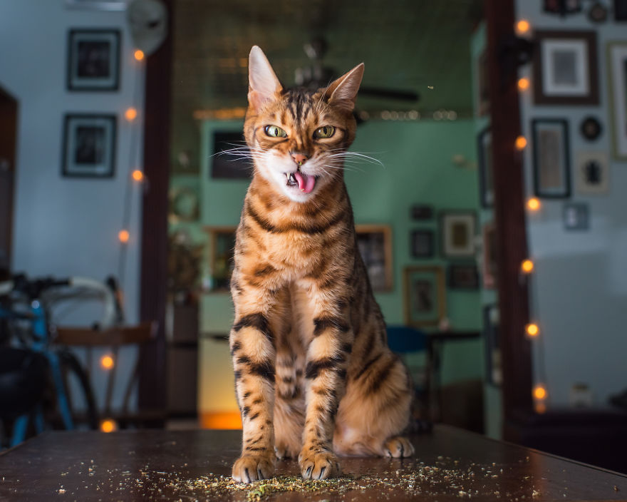 gatos-drogados-catnip-fotos-andrew-marttila-menta-de-gato