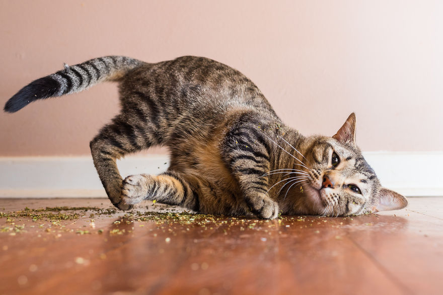 gatos-drogados-catnip-fotos-andrew-marttila-menta-de-gato
