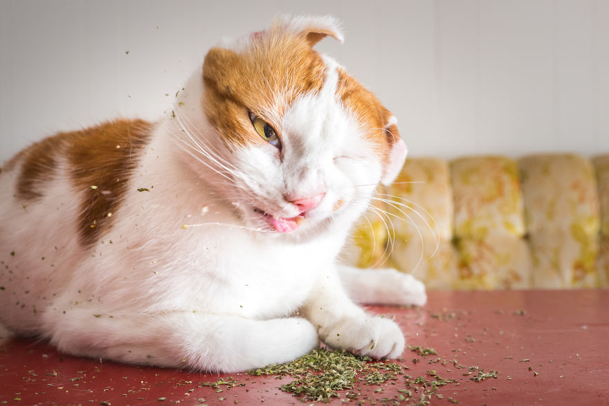 gatos-drogados-catnip-fotos-andrew-marttila-menta-de-gato